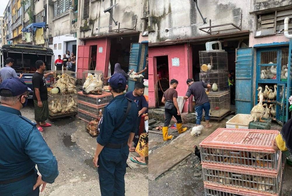 Sebahagian ternakan yang disimpan di dalam sebuah premis di Pusat Bandar Utara Selayang.