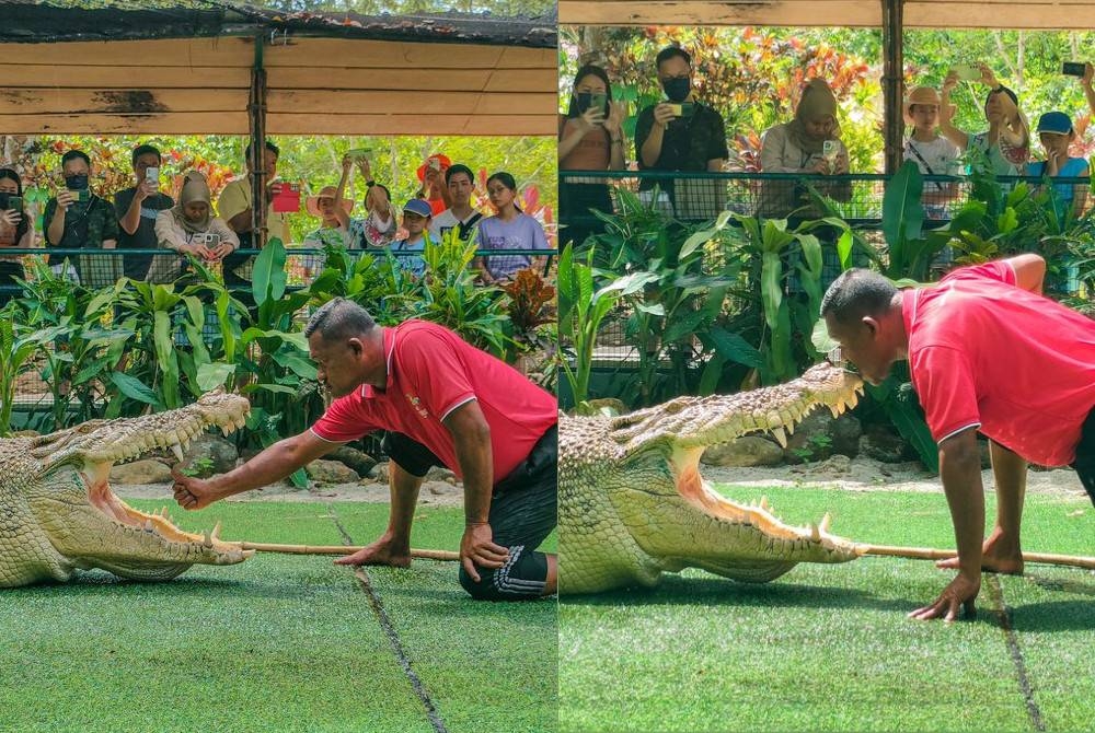 Kemahiran membaca pergerakan khususnya mata reptilia itu amat penting ketika melakukan persembahan atau demonstrasi kepada pungunjung di taman buaya berkenaan. Beraksi dengan buaya seberat hampir satu tan bukanlah sesuatu yang mudah, lebih-lebih lagi dengan keupayaan dan tindak balas haiwan liar itu yang sukar dibaca. - Foto FB Crocodile Adventureland Langkawi