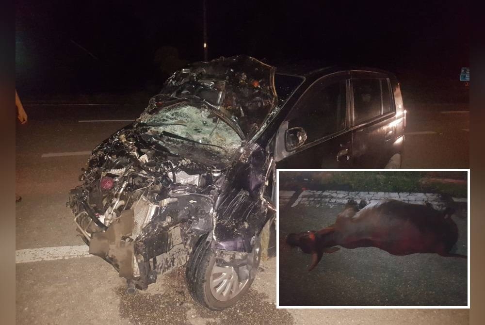 Keadaan kereta Perodua Viva yang remuk dalam kemalangan melibatkan dua ekor lembu di Kilometer 28, Jalan Kuala Terengganu-Bukit Besi di Hulu Terengganu pada malam Sabtu.