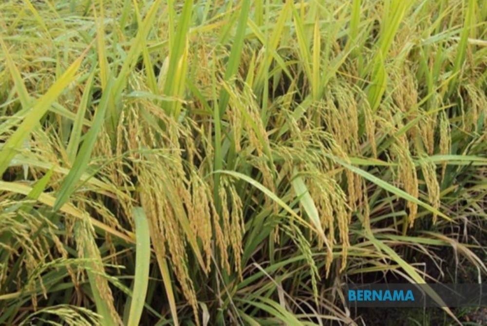 Aktiviti tanaman padi melibatkan lebih 30 pesawah di sekitar Kampung Pinang, Batang Tiga di sini dengan keluasan kawasan lebih 145 hektar terjejas ekoran tiada sistem pengairan yang baik selain situasi cuaca panas sejak beberapa bulan lepas. - Gambar hiasan Bernama