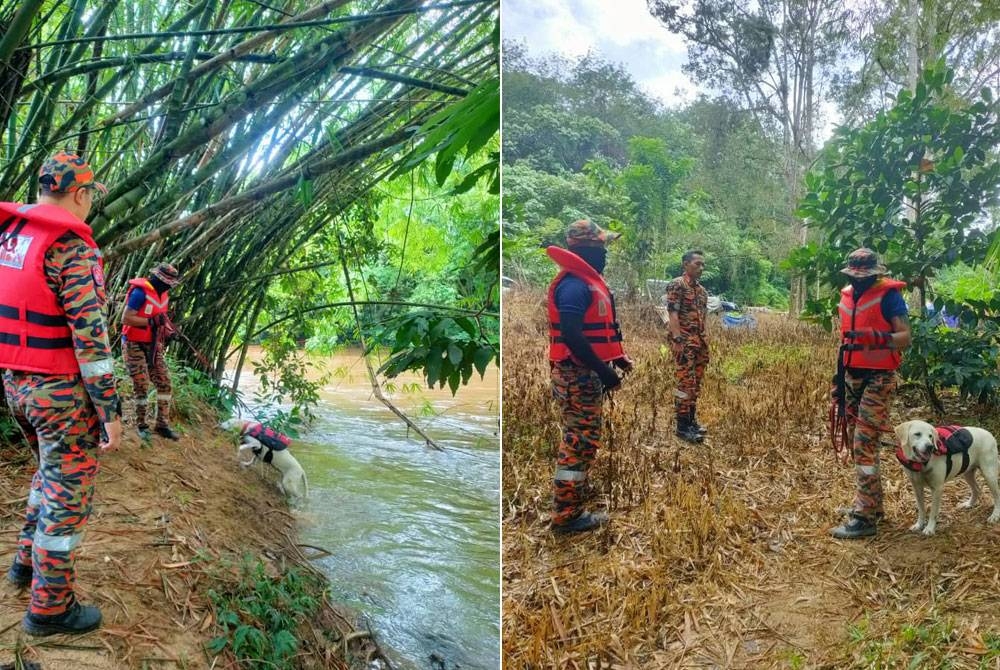 Unit K9, JBPM membantu operasi SAR kanak-kanak lelaki yang dikhuatiri lemas ketika mandi di Lubuk Gelap Simpang 4 di Tanjung Malim. Foto: Ihsan Bomba Perak