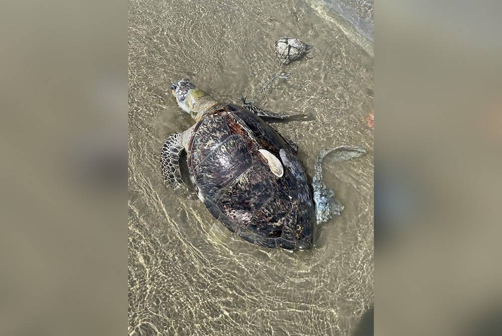 Seekor penyu dipercayai daripada spesies agar ditemukan mati dengan kaki pendayung hadapan sebelah kanan terikat pada batu di Pantai Pandak Chendering di Kuala Terengganu.