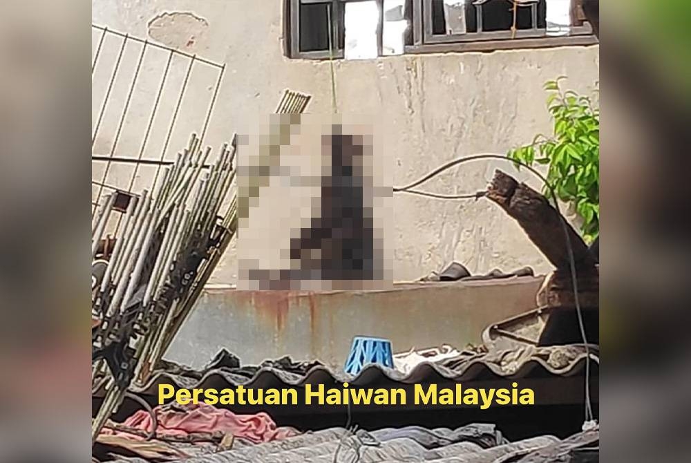 Tangkap layar keadaan kucing yang mati dijerut di Facebook Persatuan Haiwan Malaysia.