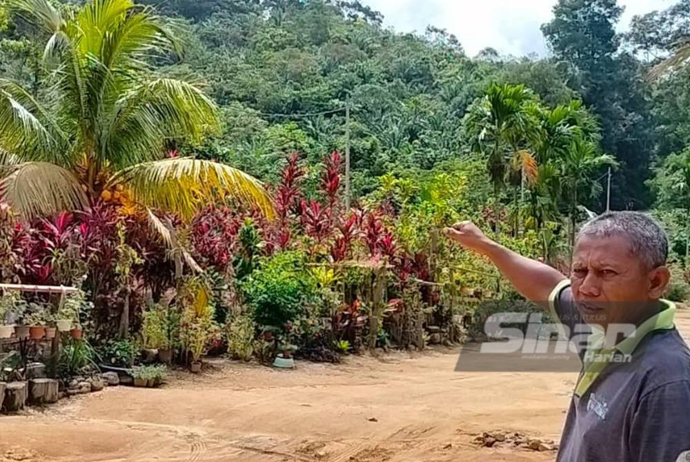 Amin menunjukkan lokasi harimau kumbang itu datang dari arah hutan di sebarang jalan.