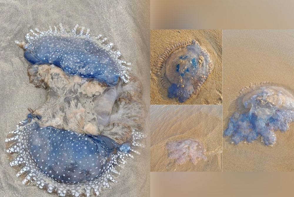 Gambar ubur-ubur yang didakwa ditemui di Pantai Cherating. - Foto pembaca Sinar Harian