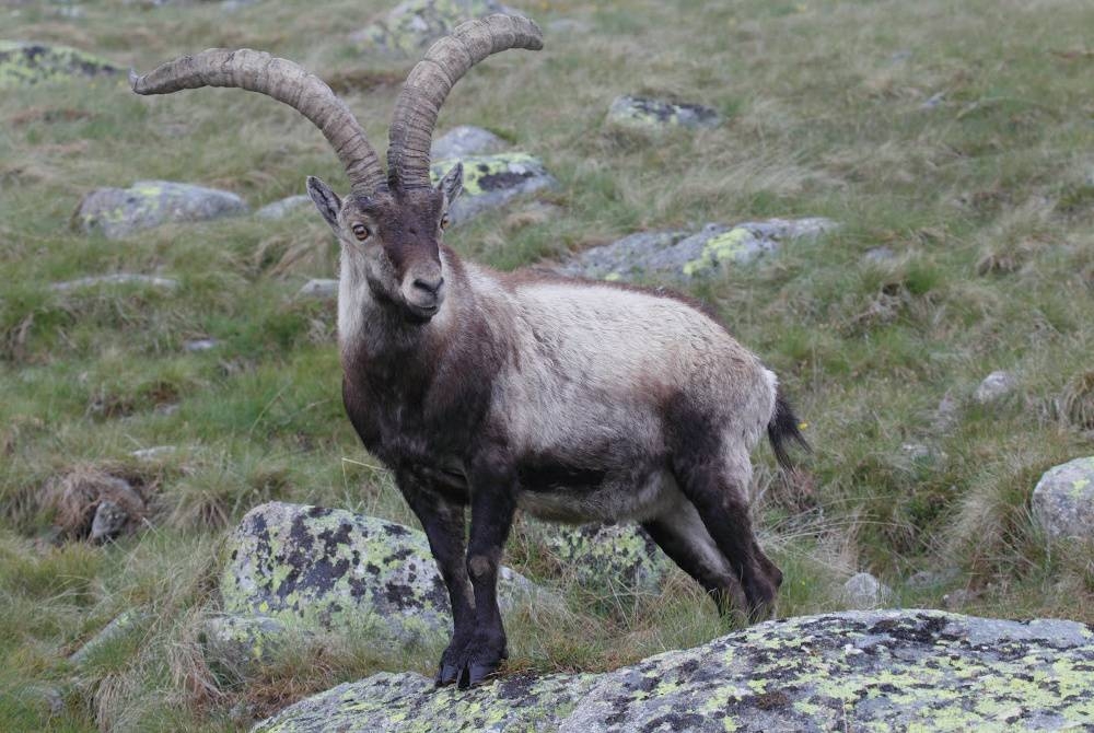 Ibex atau kambing gunung hanya bertindak agresif sekiranya ia berasa terancam. - Foto Agensi