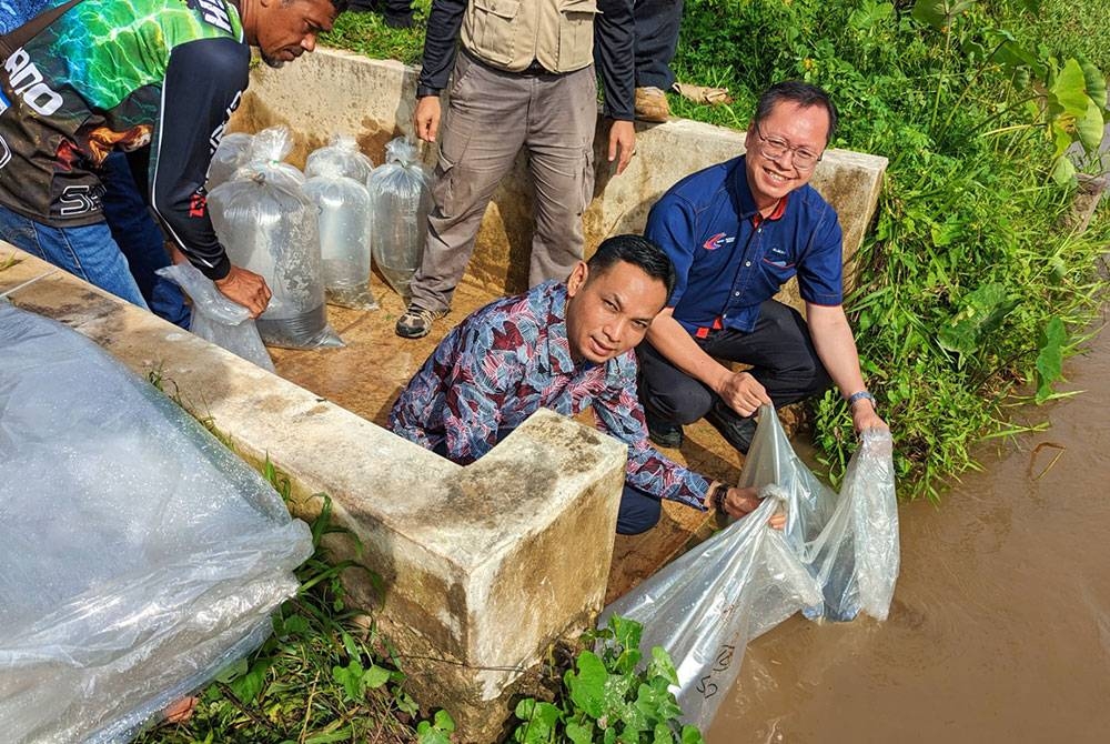 Mohd Azlan (kiri) dan Albert melakukan gimik pelepasan benih ikan ke Sungai Kampar pada Khamis.