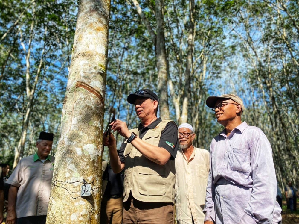 Fadillah menoreh getah di ladang getah Kampung Charok Gorok, di sini pada Ahad.