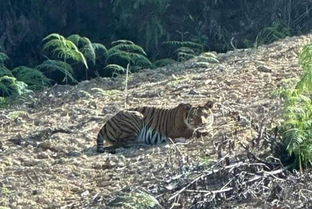 Kelibat seekor harimau yang didakwa dilihat di kawasan ladang getah di Pos Legap, Sungai Siput. - Foto media sosial