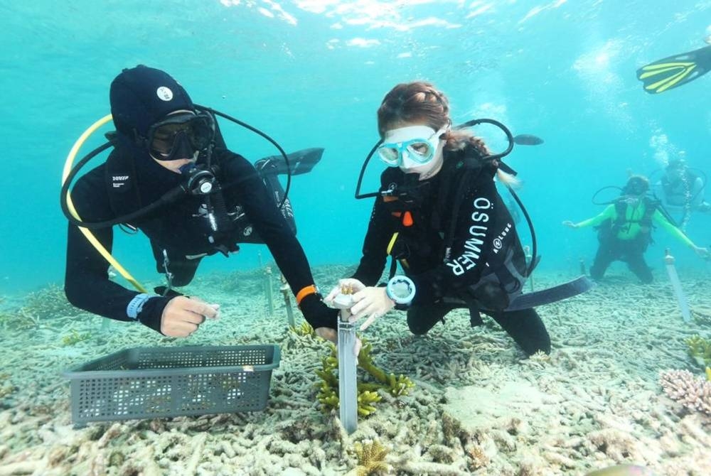 Kira-kira 1,000 karang ditanam di Pulau Bidong sempena Ekspedisi Pemuliharaan Karang sempena sambutan Hari Laut Sedunia.