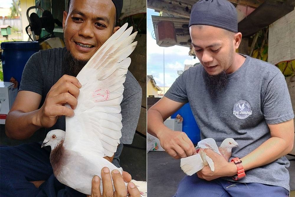 Ahmad Azizul menunjukkan salah seekor merpati Racing Homer miliknya yang selamat kembali kira-kira empat jam selepas dilepaskan di Kampung Geting,Tumpat, Kelantan pada pagi Ahad.