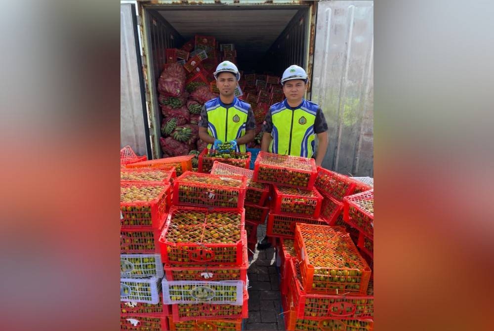 Anggota penguat kuasa Maqis menunjukkan limau kasturi yang dirampas di Pelabuhan Klang Barat pada Sabtu.