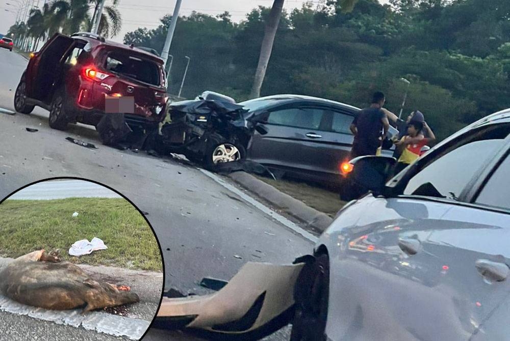 Kemalangan melibatkan empat buah kenderaan dalam kejadian di Jalan Desa Pinggiran Putra di sini pada Selasa. Foto kecil: Bangkai babi yang dilanggar salah sebuah kenderaan dalam kemalangan di Jalan Desa Pinggiran Putra di sini pada Selasa.