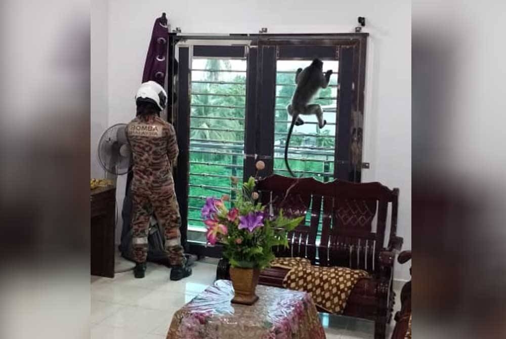 Anggota bomba berusaha menangkap seekor monyet di sebuah rumah di Jalan Gaya Merak 5 Taman Gaya, di sini pada Selasa.