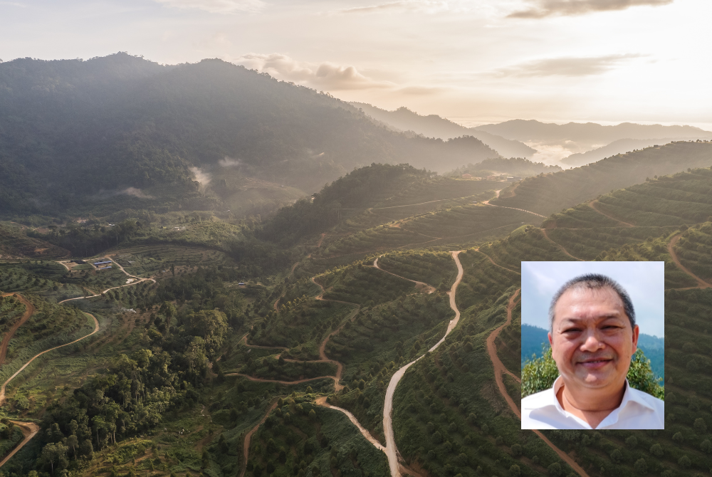 Ladang Moden RPDG di Tras, Raub yang berkeluasan 405 hektar. (Gambar kecil: Albert)