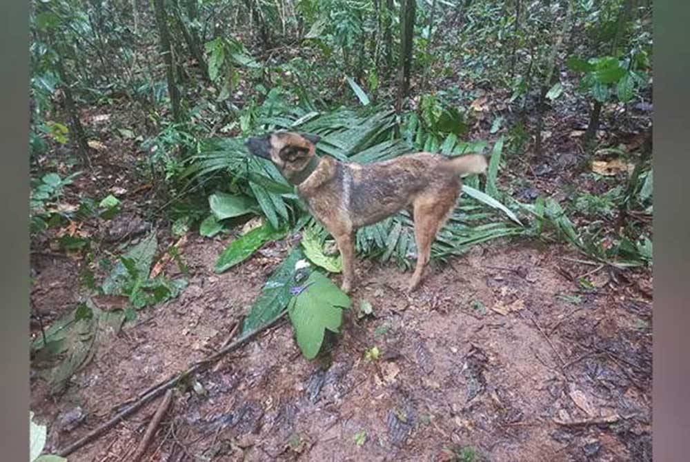 Wilson memainkan peranan besar dalam penemuan empat beradik itu selepas menemui botol susu Cristin yang dibuang kira-kira 4 kilometer dari bangkai pesawat. - Foto Colombian Air Force