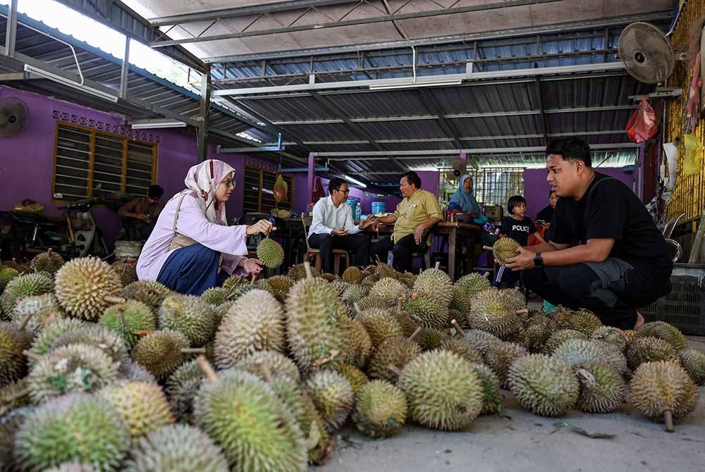 Pelanggan memilih durian kampung yang dijual di kedai durian Pak Yas ketika tinjauan Bernama di Kampung Bawah Gunung semalam. - Foto Bernama