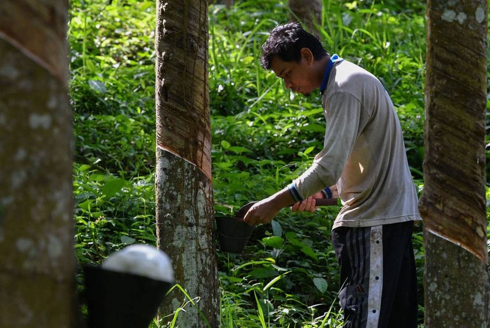 Seramai 318,750 pekebun kecil getah akan menerima Bantuan Musim Tengkujuh (BMT) tahun ini. - Foto Bernama