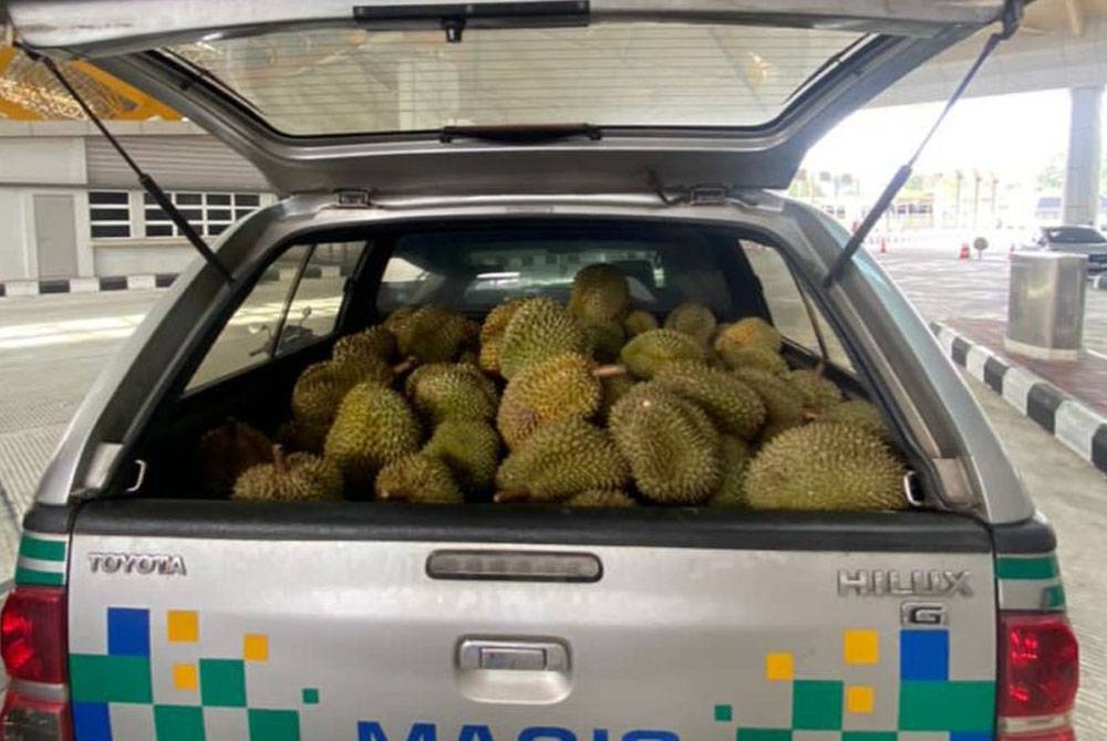 Maqis Kedah menggagalkan cubaan membawa masuk 656kg durian tanpa permit import di Kompleks Imigresen, Kastam Kuarantin dan Keselamatan (ICQS) Bukit Kayu Hitam, pada Selasa.