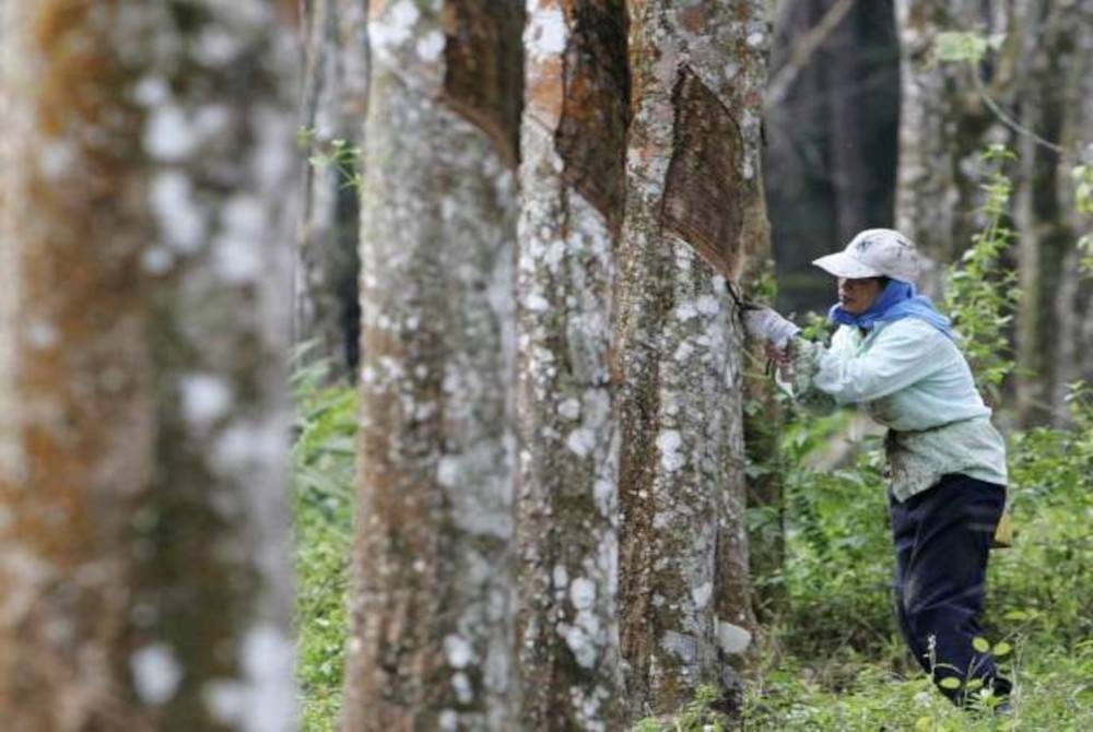 BMT turut memberi kelegaan kepada pekebun kecil selepas sumber pendapatan mereka terjejas akibat hasil torehan yang berkurangan. - Gambar hiasan 