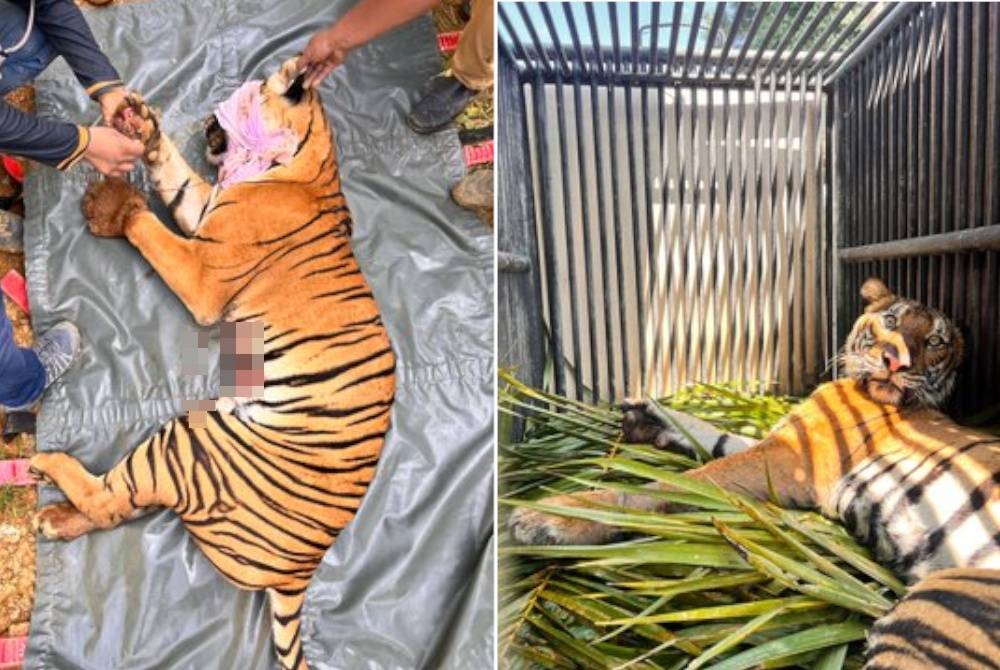 Perhilitan Kelantan berjaya selamatkan seekor harimau belang betina seberat 80kg yang cedera terkena jerat pemburu haram di Pos Blau, Gua Musang pada Jumaat. - Foto Twitter Bernama/ Perhilitan