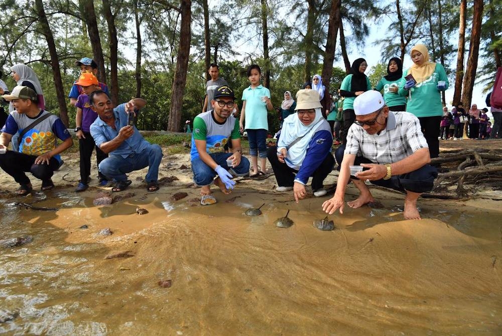 Pelepasan belangkas di perairan Kemaman, Terengganu.