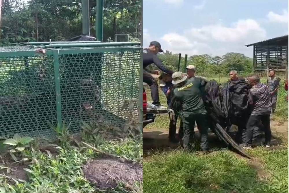 Harimau kumbang yang masuk ke dalam perangkap pada Jumaat lepas. - Foto Ihsan Orang Awam