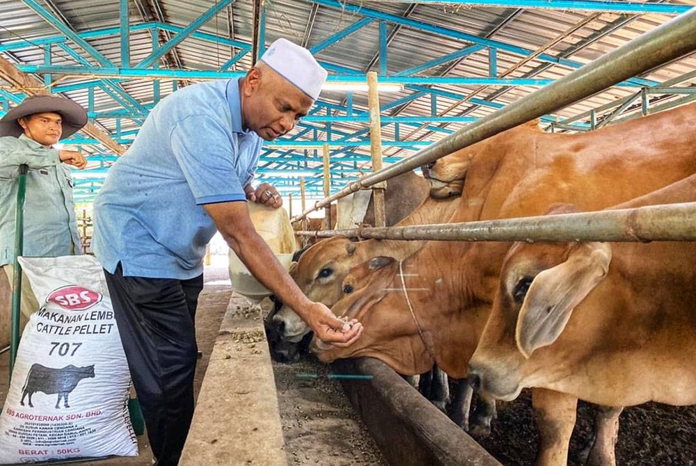 Zainol Abidin memberi makanan kepada lembu ternakannya di ladang ternakan mereka di Jalan Sintok pada Rabu.