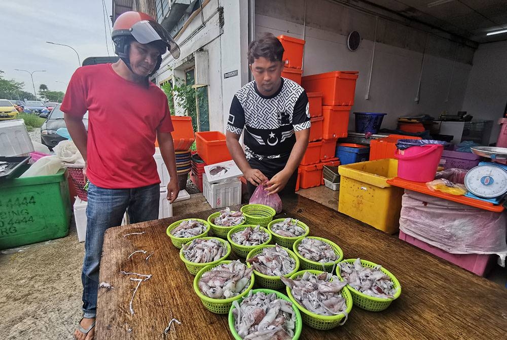 Antara sotong yang dijual pada harga rendah di Kampung Durian Burung, Kuala Terengganu.