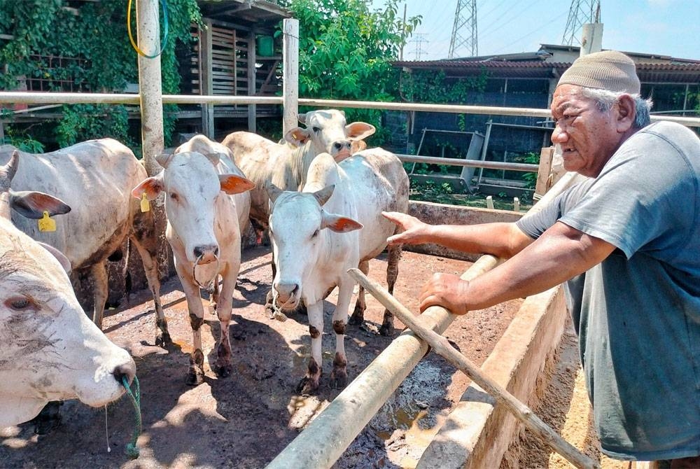 Mustafa melihat lembu-lembu yang telah ditempah untuk ibadah korban di kandang lembu Batang Tiga pada Selasa.