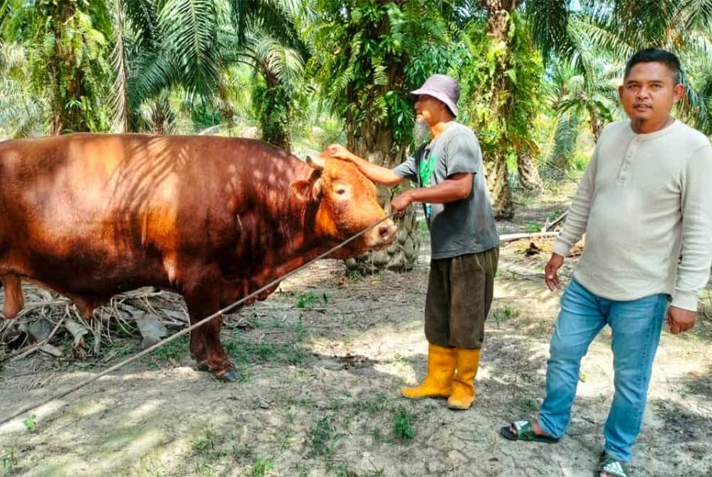 Roslan (kanan) bersama &#039;Kidal" yang seberat satu tan untuk dikorbankan tahun ini