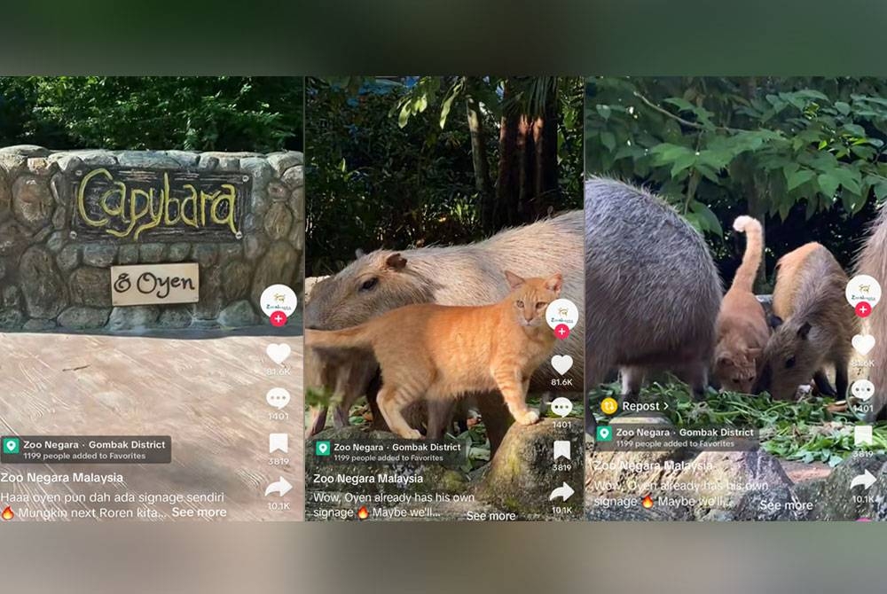 Papan tanda Capbyara & Oyen di Zoo Negara. Oyen sedang makan bersama sekumpulan Capybara.