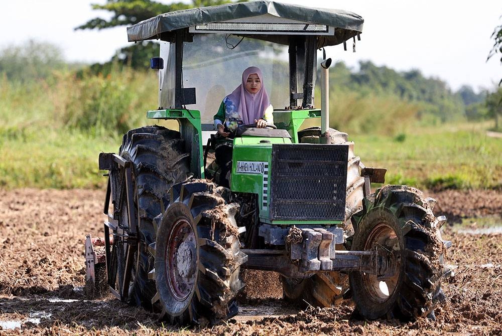 Siti Hajar membersihkan sawah padi menggunakan traktor pembajak sawah di Kampong Lepah Selising. - Foto: Bernama