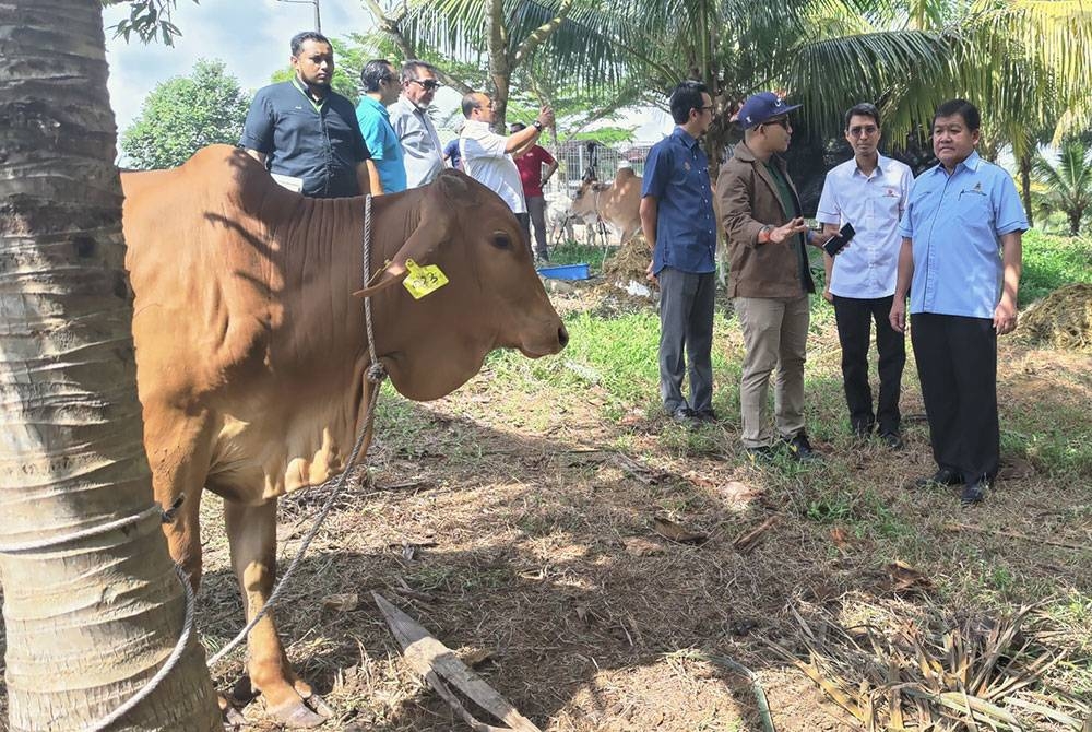 Loy Sian (kanan) melihat lembu korban yang akan diagihkan kepada masyarakat Islam Orang Asli enam daerah di SFV Bestari Jaya Kuala Selangor pada Rabu.