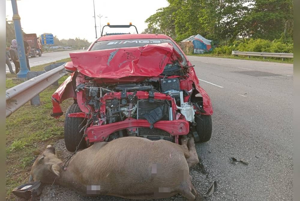 Kereta Perodua Myvi milkk mangsa remuk di bahagian hadapan selepas merempuh sekumpulan kerbau melintas di Kilometer 15 Jalan Pekan-Kuantan, pada pagi Rabu. - Foto PDRM