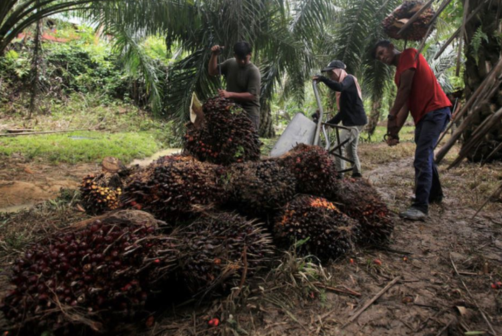 Jaminan Kerajaan membantu peneroka meningkatkan taraf ekonomi mereka selain dapat memulihkan kembali kedudukan kewangan Felda. - Foto Bernama