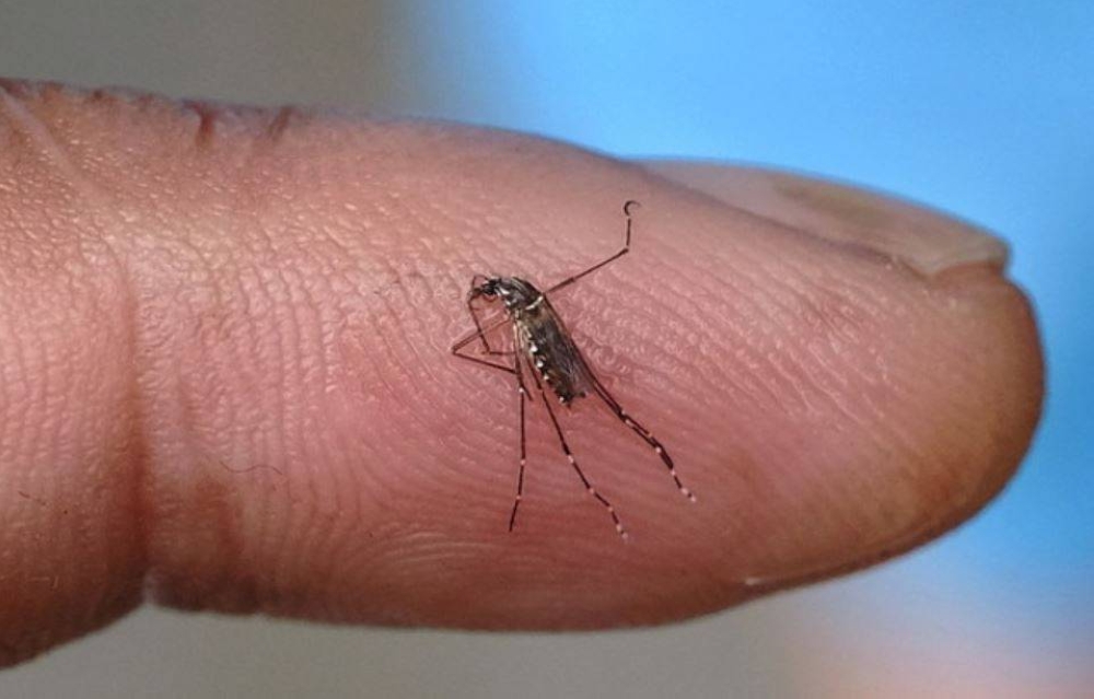 Tiada pelepasan nyamuk aedes berwolbachia di Negeri Sembilan seperti yang ditularkan. - Foto fail Bernama