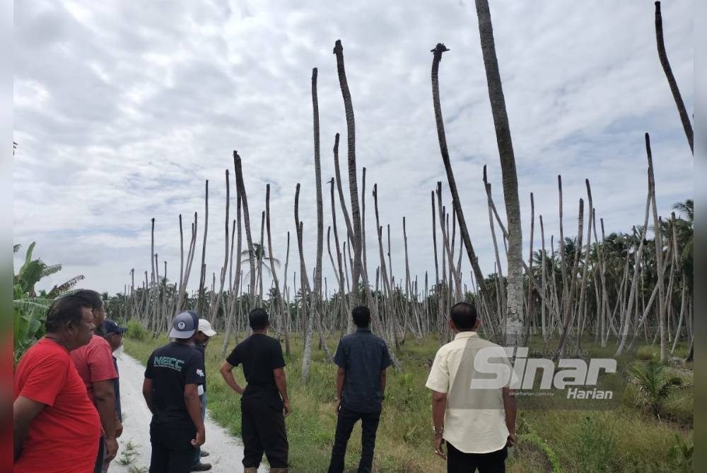 Penduduk melihat keadaan tanaman mereka yang rosak dan terbantut akibat benteng air laut pecah dari Kampung Sungai Suluh sehingga Tanjung Laboh, Batu Pahat