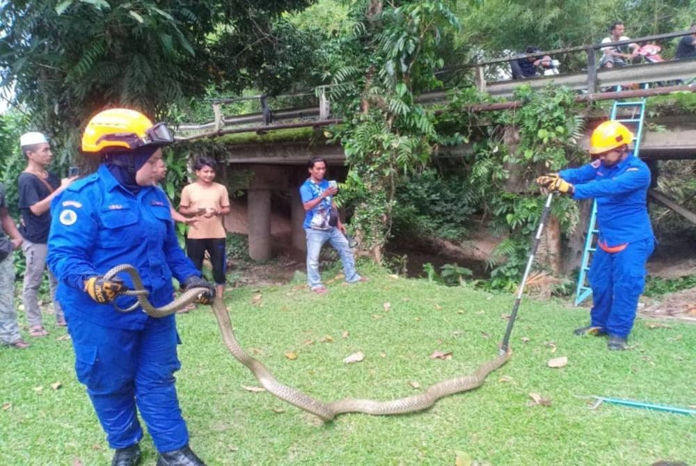 Anggota APM mengambil masa kira-kira 49 minit sebelum berjaya menjerut ular tedung selar yang bersembunyi di rasuk tiang titi dekat Kampung Lubuk Tualang, Sik.