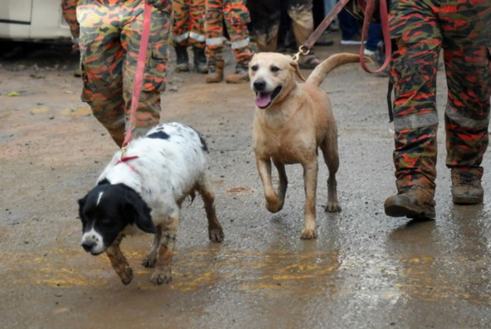 Grouse (kiri) dan Denti (kanan) bersama dua lagi anjing K9 terlibat dalam operasi SAR mangsa tragedi kepala air di Jeram Air Putih. - Foto fail Bernama