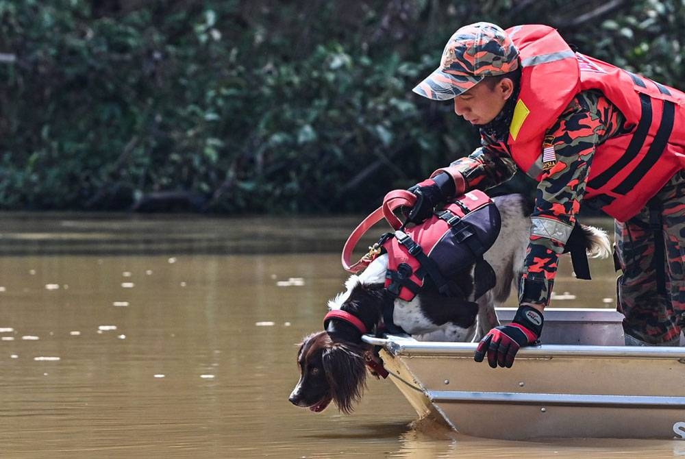 Anggota penyelamat membawa anjing pengesan dari Unit Pengesan K9 Jabatan Bomba dan Penyelamat Malaysia (JBPM) iaitu Frankie dalam operasi mencari dan menyelamat (SAR) mangsa tragedi kepala air di Jeram Air Putih. - Foto Bernama.