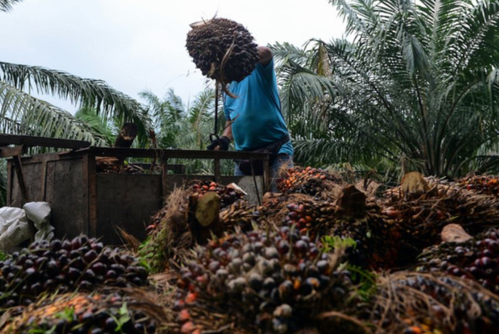  Kerajaan komited dalam menerajui kemampanan industri sawit termasuk mengehadkan keluasan kawasan tanaman sawit negara. - Foto Bernama