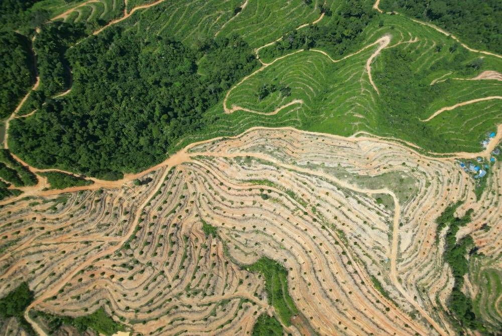 Sebahagian tapak ladang baharu yang didakwa sedang ditanam durian musang king. - Foto GRASS Kedah