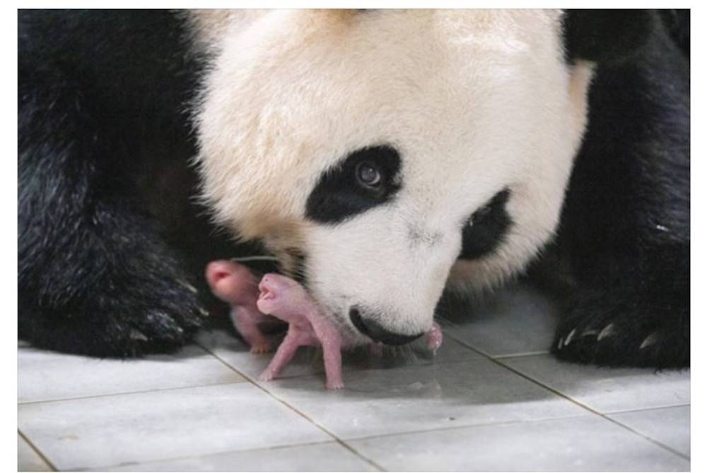 Seekor panda gergasi yang dipajak oleh China kepada Korea Selatan tujuh tahun lepas, melahirkan anak panda kembar pertama di negara itu. - Gambar sumber internet