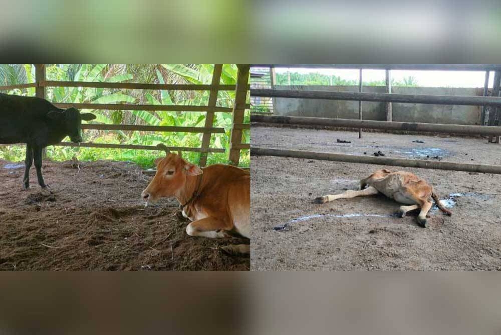 Keadaan lembu didakwa mengalami simptom kurang aktif, keluar lendiran cecair dari mulut dan hilang selera makan. Gambar kanan: Keadaan seekor bangkai anak lembu yang baru dilaporkan mati pada Selasa.