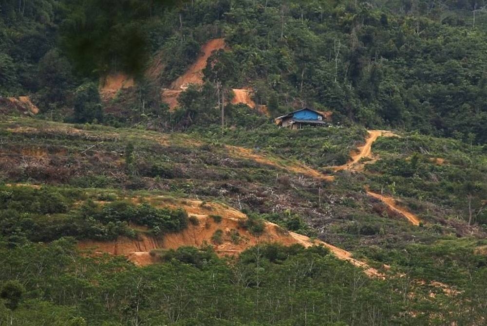 Hutan Simpan Bukit Enggang di Sik.