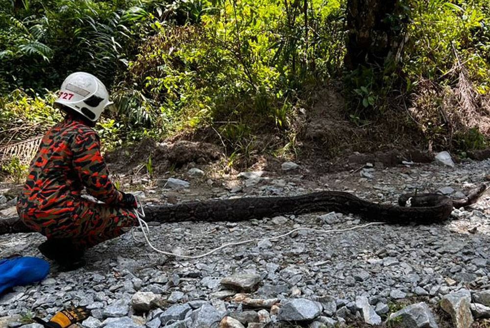 Anggota bomba berjaya menangkap seekor ular sawa seberat 70kg di Kampung Sungai Limau,Trong, Taiping. - Foto: Ihsan Bomba Perak