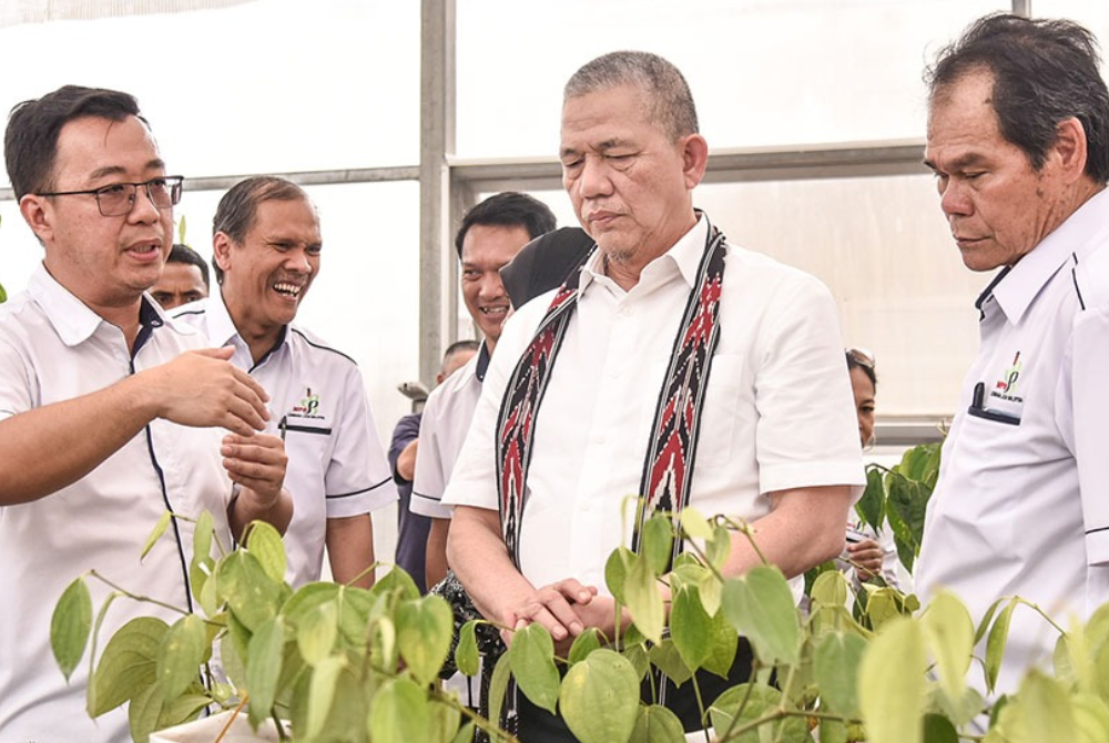 Fadillah (tengah) semasa mendengar penerangan daripada pegawai Lembaga Lada Malaysia (MPB) ketika meninjau Stesen Penyelidikan Lapangan MPB di Jalan Penrissen, Semenggok, Kuching, Sarawak. - Foto Unit Komunikasi Korporat Kementerian Perladangan dan Komoditi