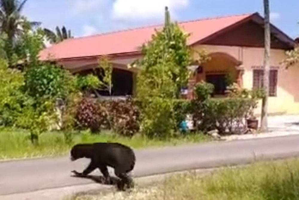 Beruang matahari yang berkeliaran di kawasan rumah penduduk di Kampung Hala Cara Baru Parit 16, Sungai Panjang di sini pada Sabtu.