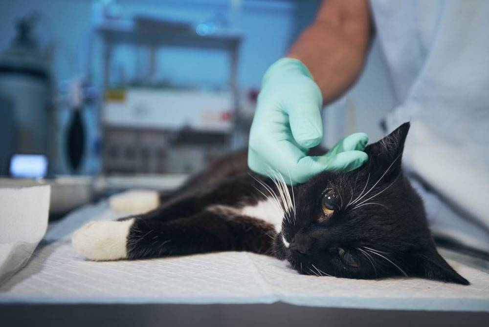 Poland merekodkan kematian tinggi kucing dijangkiti H5N1. - Foto Agensi